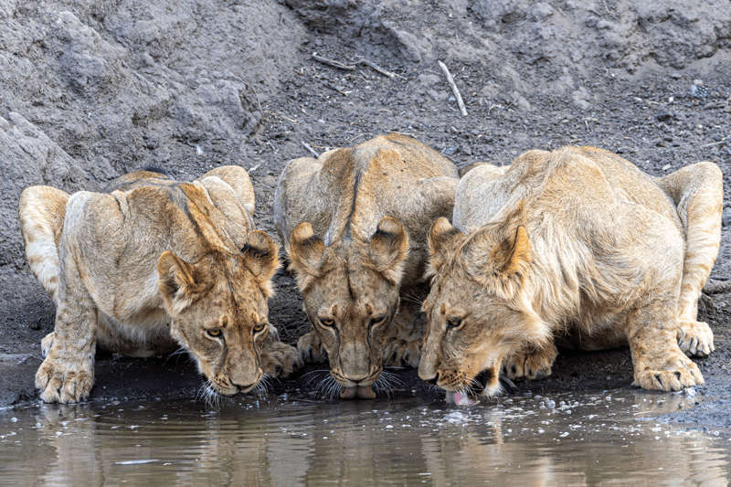 Dr. Wilfried Pinzl as a guest at the New CAPITOL in Bad Berleburg – Lecture “Nature Photography from Tiny to Wild”